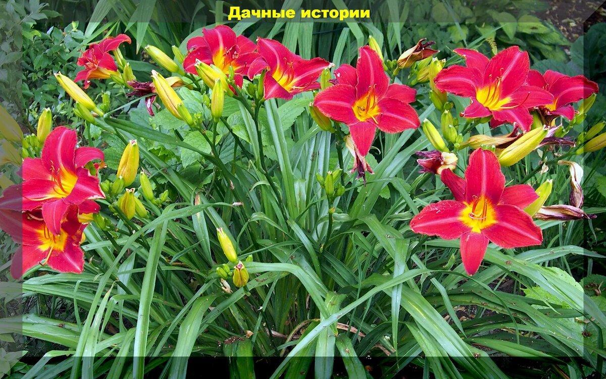 Неприхотливые сорта красивейших лилейников: просто находка для малоуходного цветника