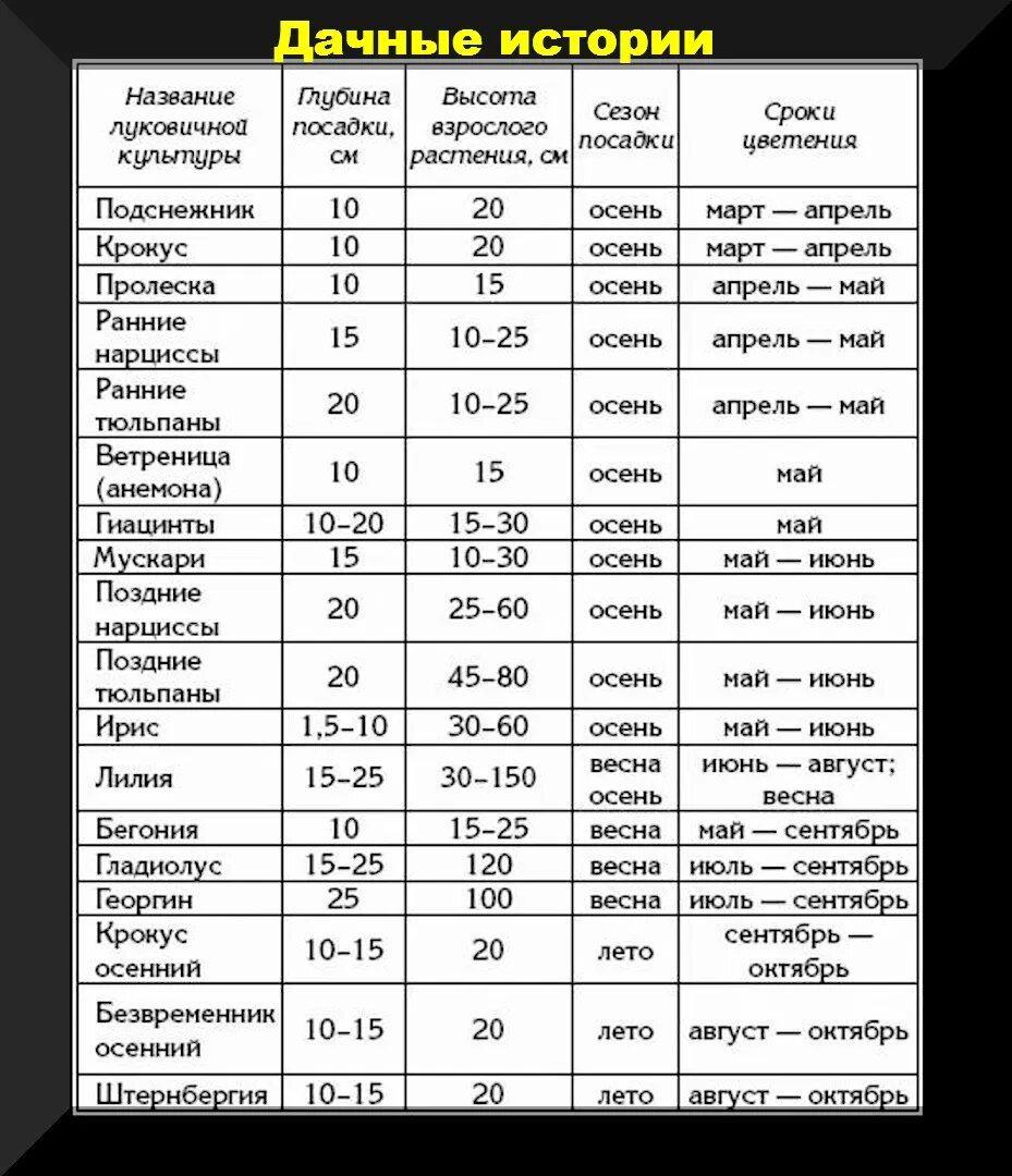 Цветник в конце сезона: как правильно сажать луковичные цветы, подкормить пионы, разделить лилейники