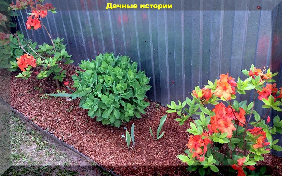 Цветник в конце сезона: как правильно сажать луковичные цветы, подкормить пионы, разделить лилейники
