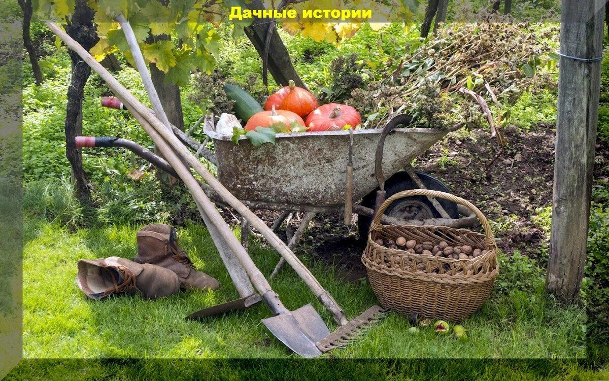 Список из пятнадцать важных дачных дел для садоводов и огородников на октябрь