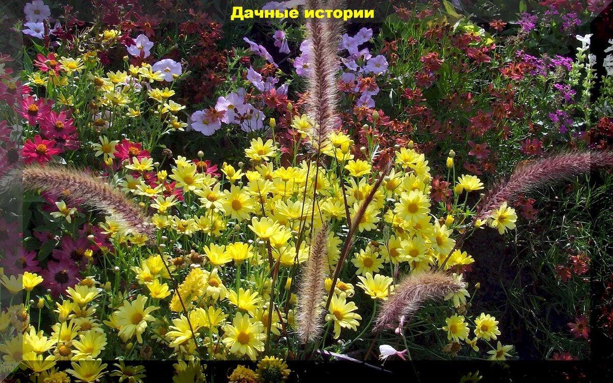 Цветник в октябре: лилии и лилейники, посадка луковичных цветов с защитой посадок от мышей