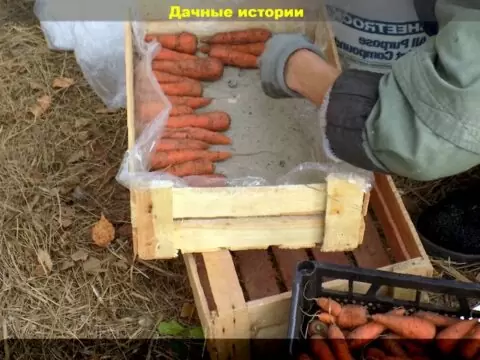 Хранение свеклы и моркови без потерь: доступные любому дачнику варианты