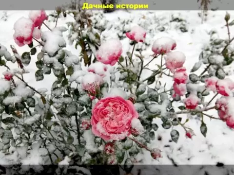 Розы поздней осенью: посадка, подкормка, подготовка к зиме и самые простые способы черенкования роз