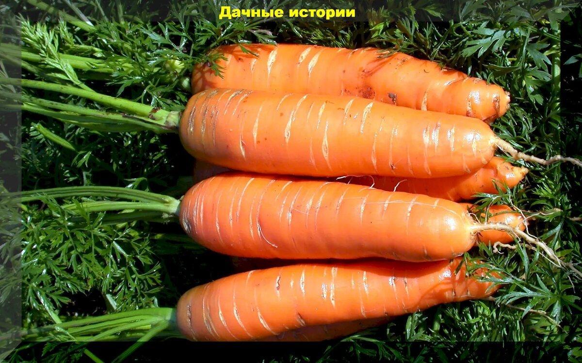 Морковь: подзимний посев моркови, лучшие сорта и важные тонкости в уходе за корнеплодом