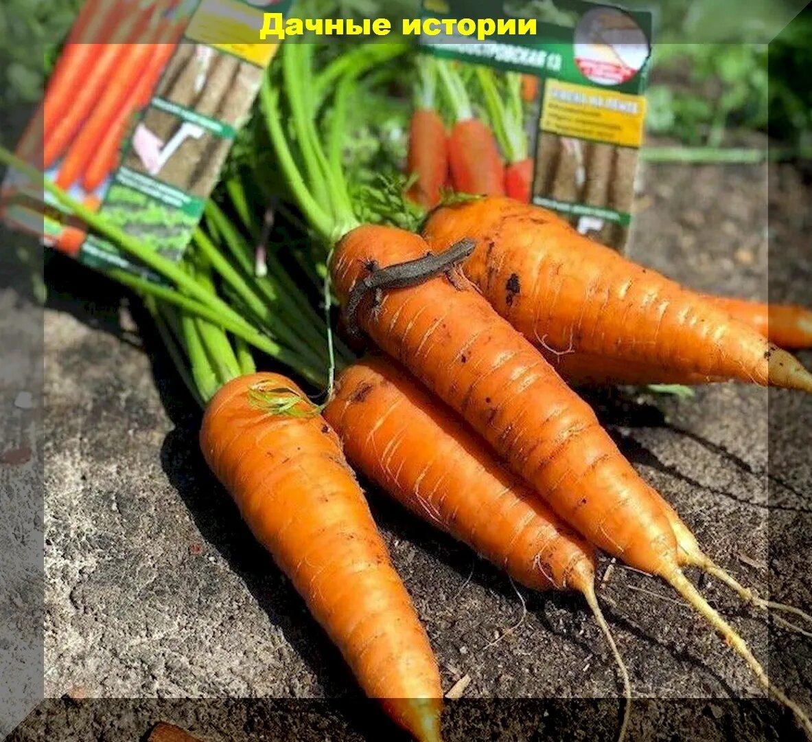 Морковь: подзимний посев моркови, лучшие сорта и важные тонкости в уходе за корнеплодом