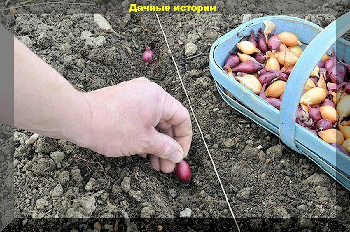 Лук репчатый: как сажать под зиму, как вырастить крупную луковицу, как использовать луковую шелуху на участке
