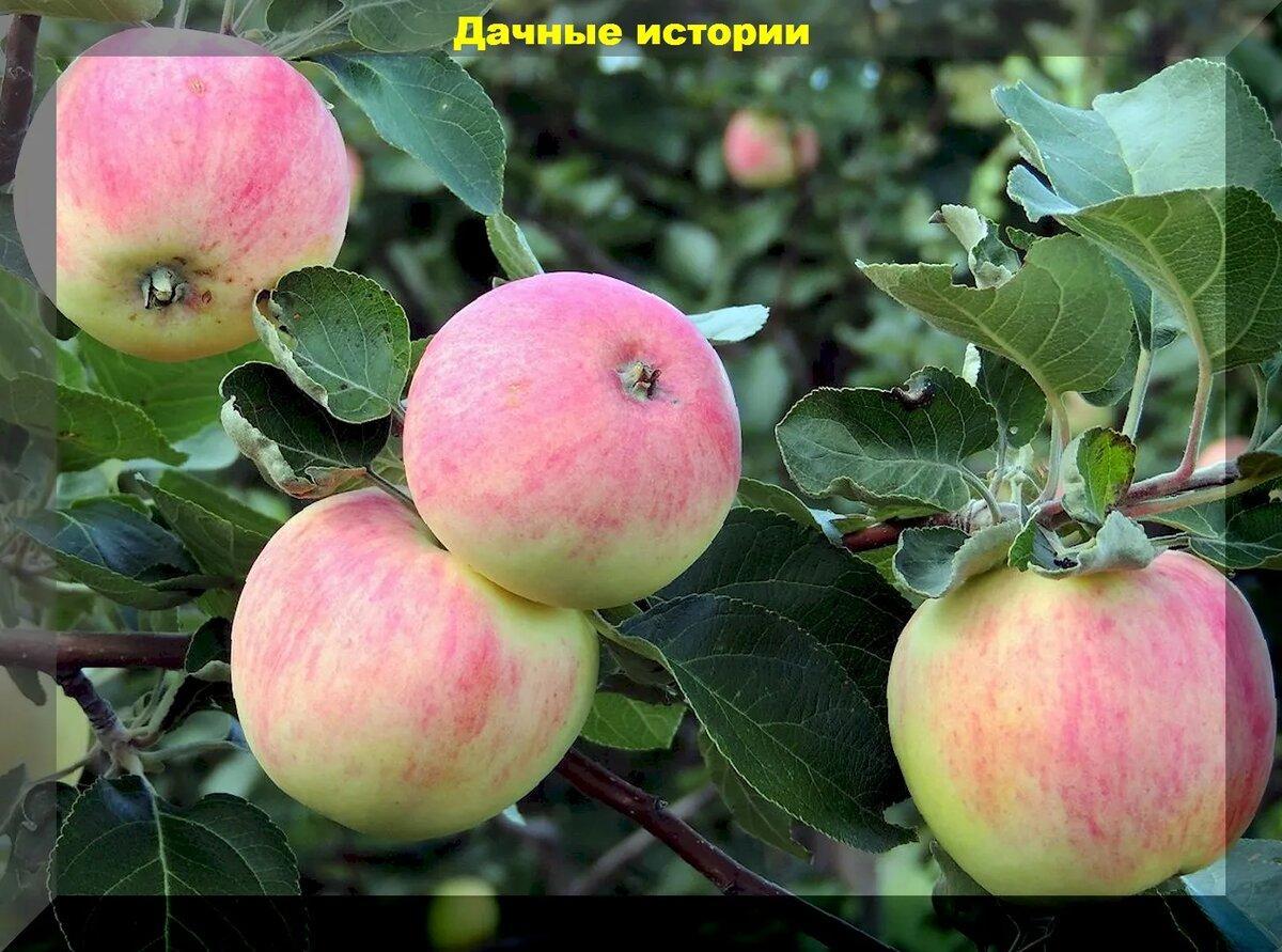 Яблоневый сад без проблем: двадцать пять самых зимостойких и устойчивых сортов для средней полосы