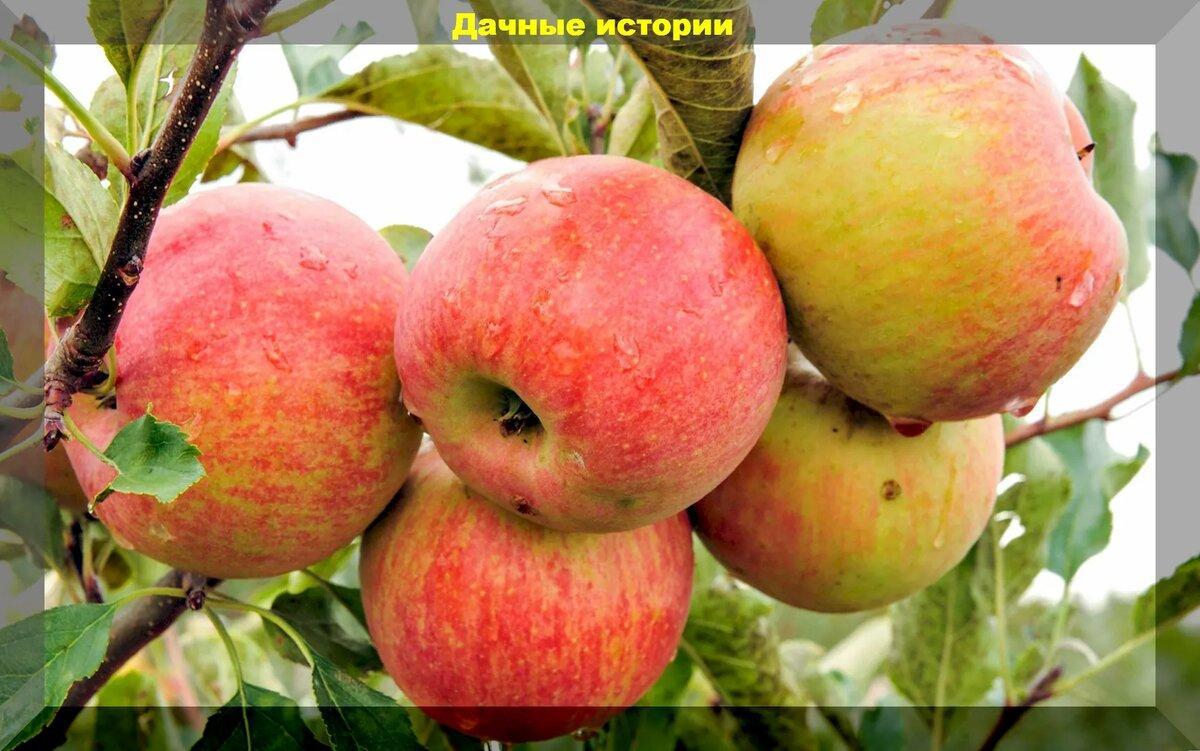 Яблоневый сад без проблем: двадцать пять самых зимостойких и устойчивых сортов для средней полосы