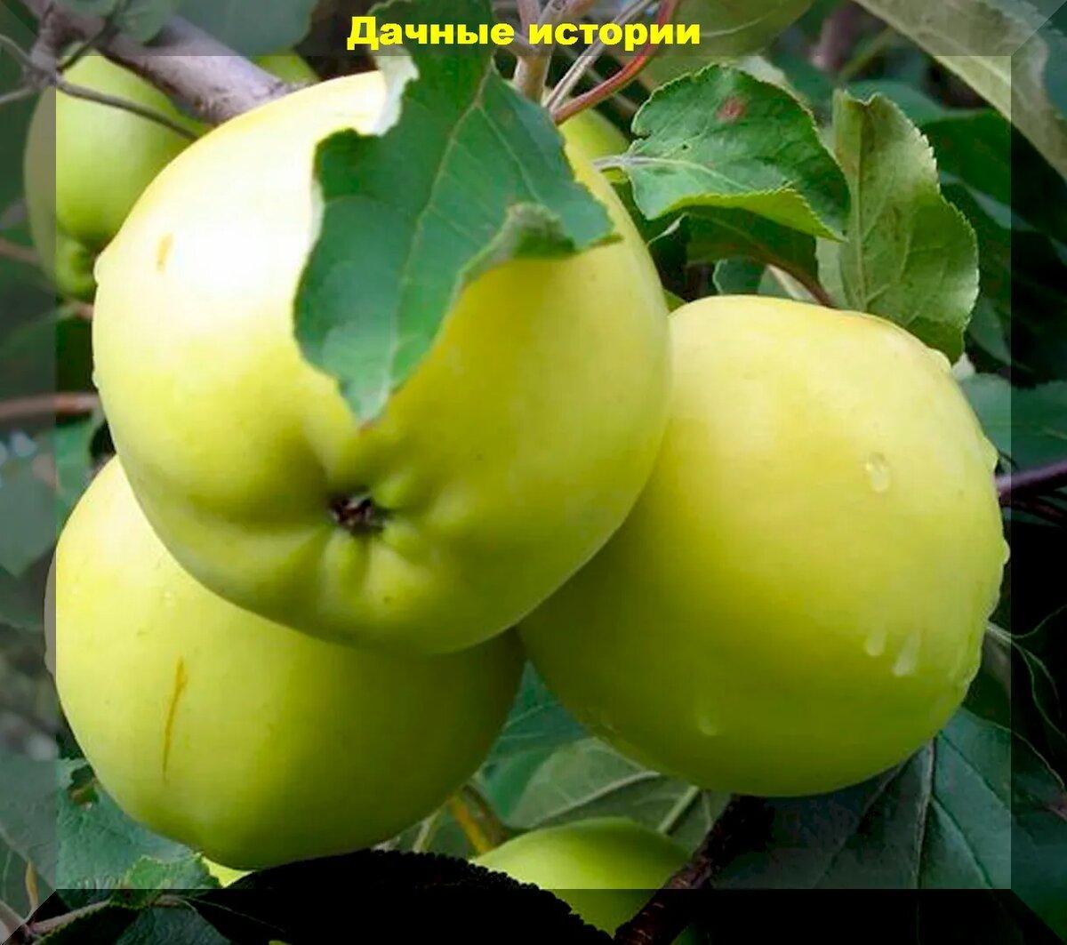 Яблоки осеннего и зимнего срока созревания на любой вкус: лучшая подборка самых лежких сортов