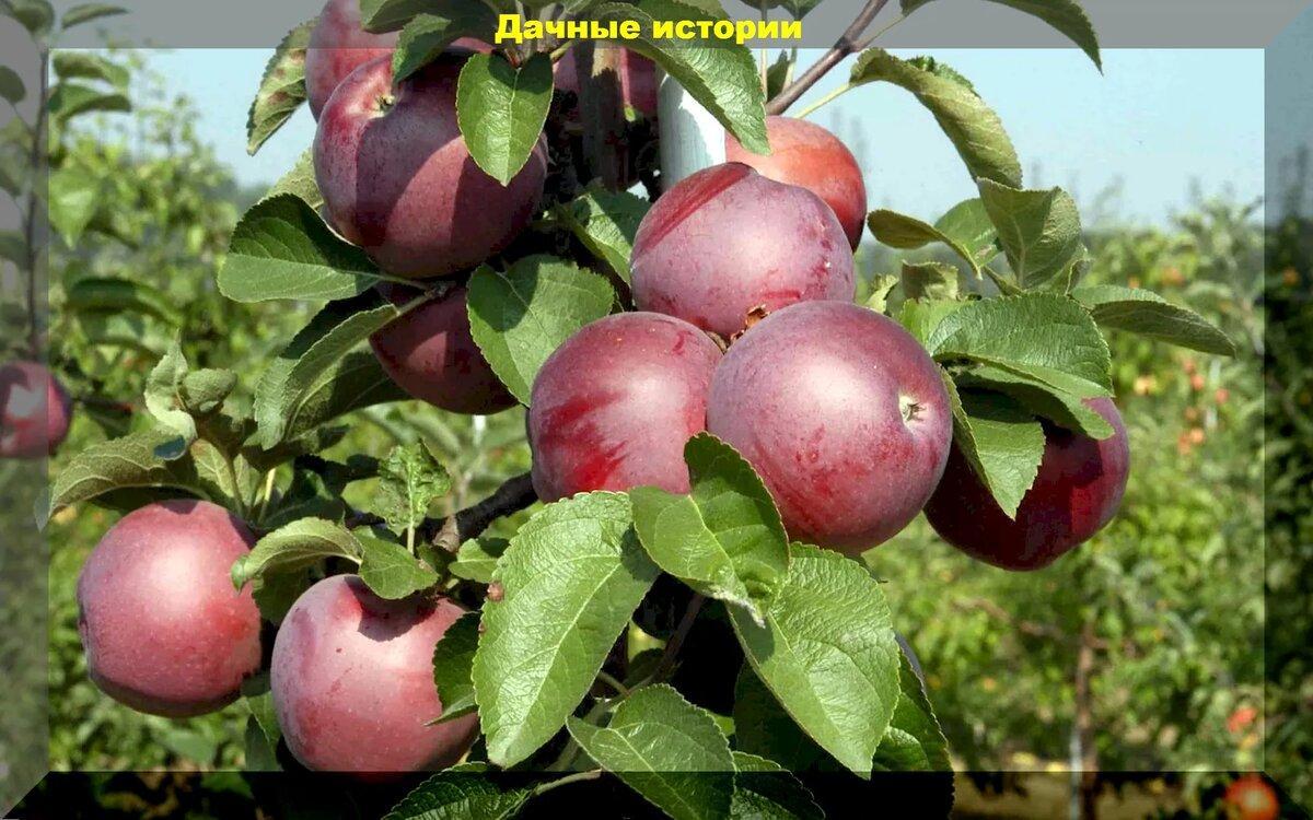 Яблоки осеннего и зимнего срока созревания на любой вкус: лучшая подборка самых лежких сортов