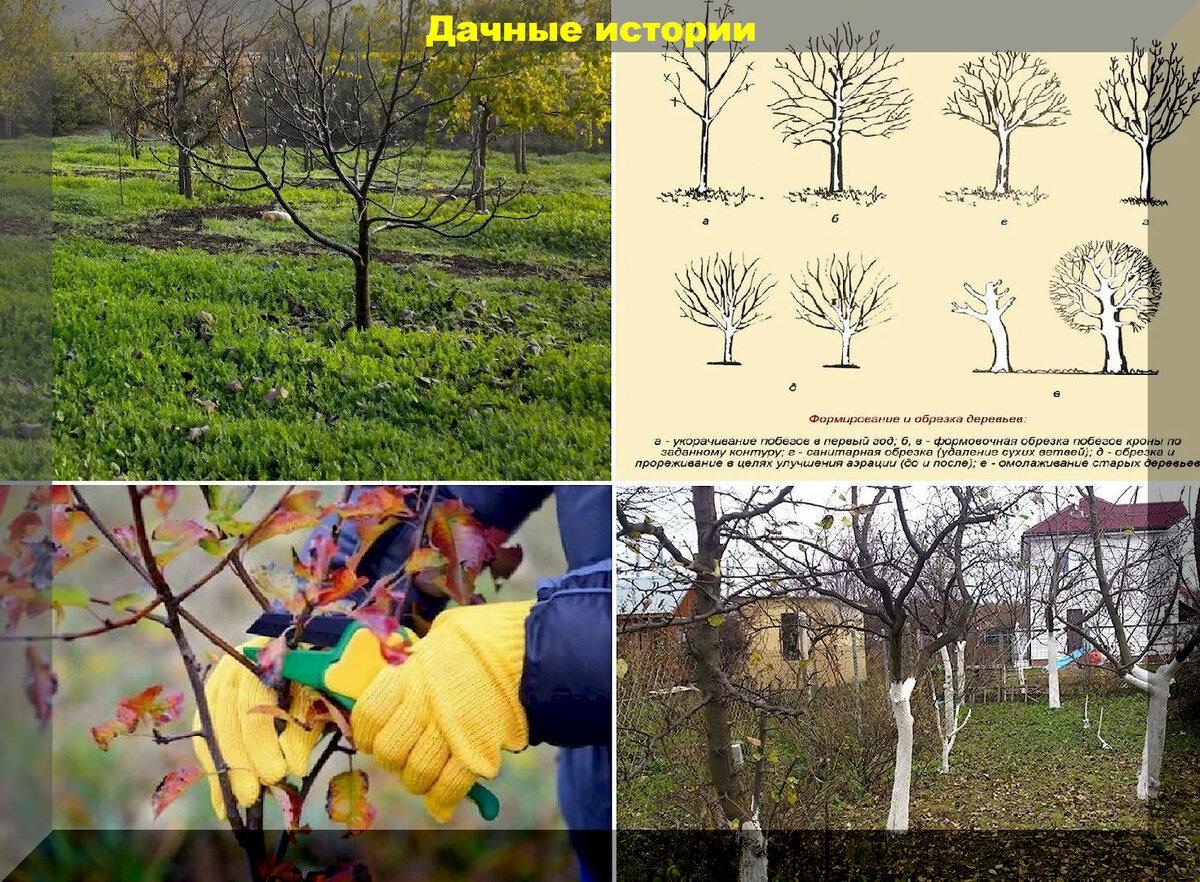 Уход за плодовым садом в осенний период: побелка для деревьев, которая не смоется дождями, зашита сада от болезней и вредителей