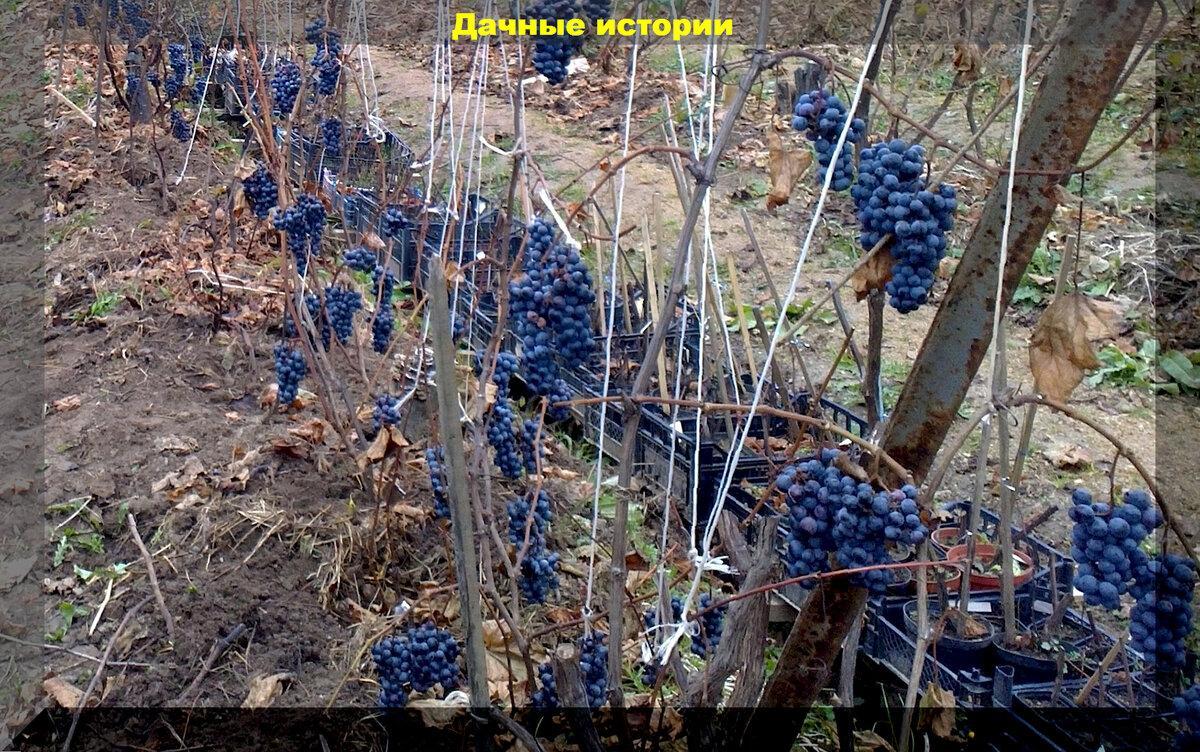Начинающему виноградарю подробно: осенняя посадка, обрезка, омоложение, искореняющая обработка винограда