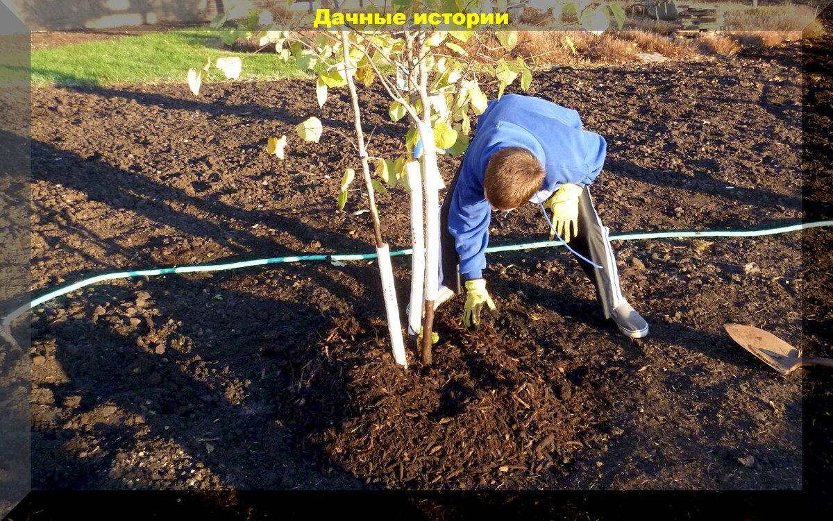 Обязательные позднеосенние работы в плодовом саду и самая важная осенняя подкормка плодовых деревьев