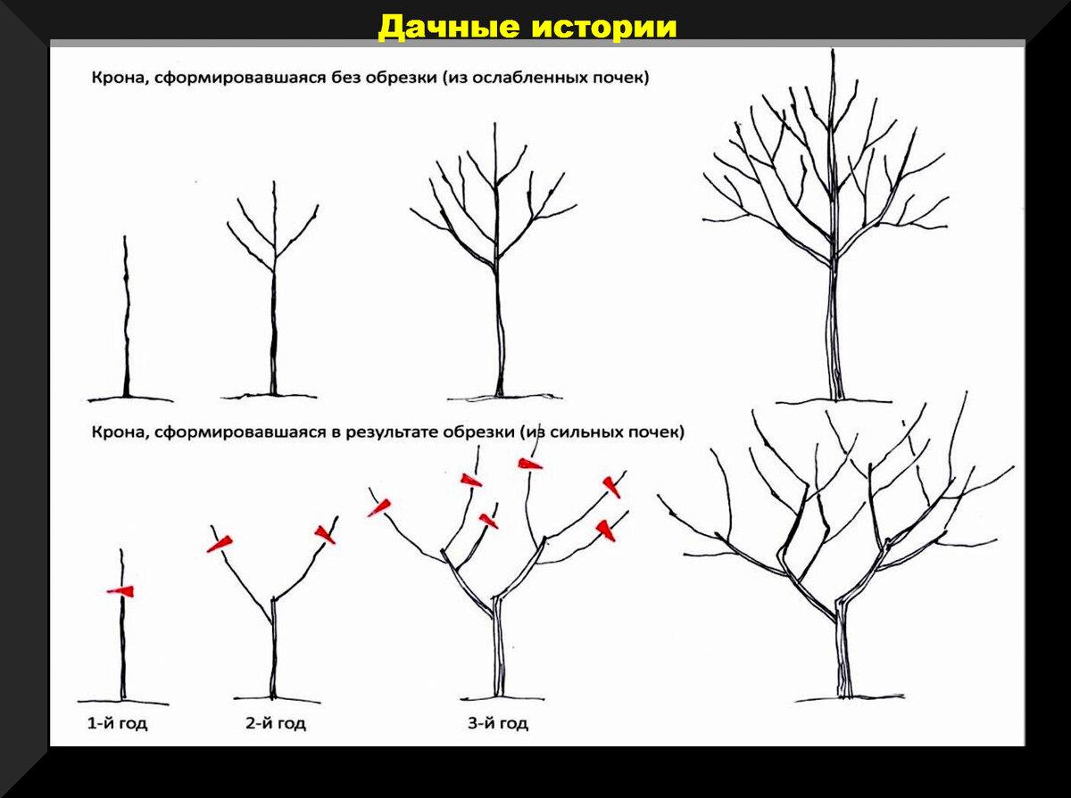 Обрезка плодовых деревьев осенью схема