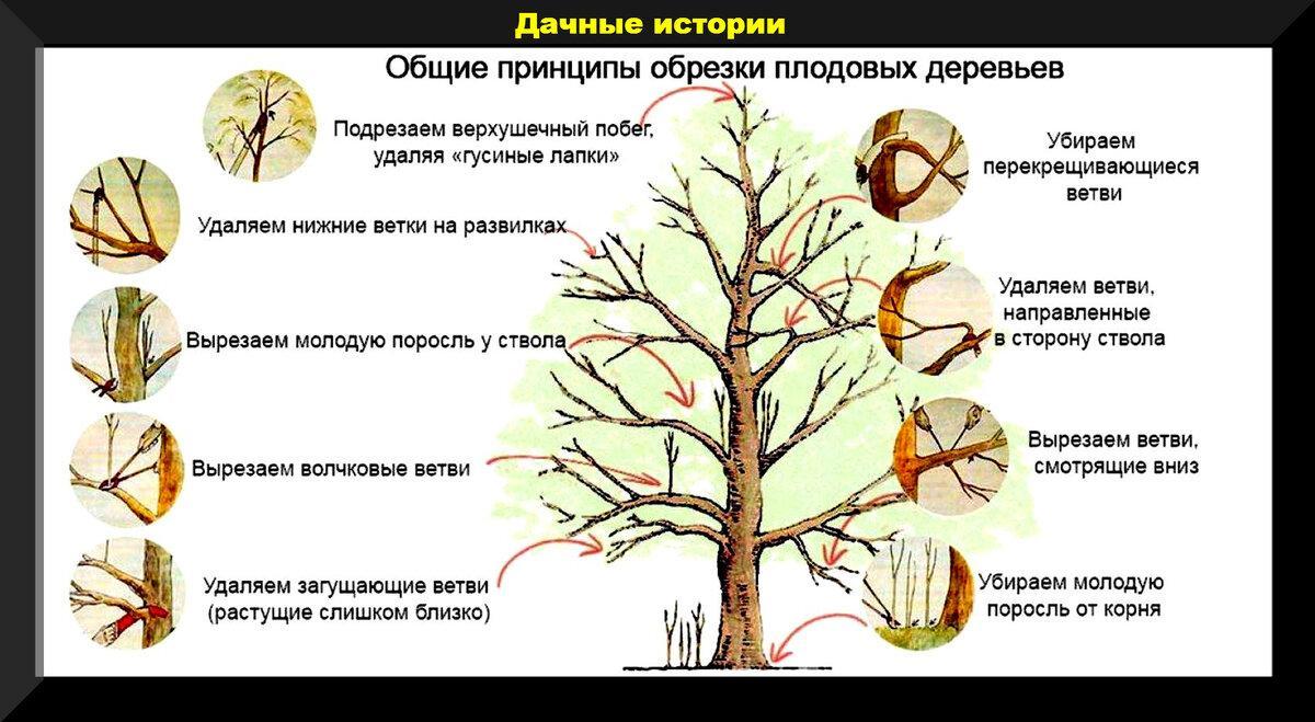 Завершаем дачный сезон: какие растения нельзя обрезать осенью, о каких проблемах можно судить по коре деревьев, самые важные дела на участке