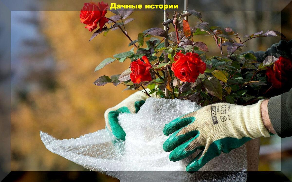 Нужно или нет укрывать розы на зиму: все о подготовке роз к зиме и как защитить самые капризные розы