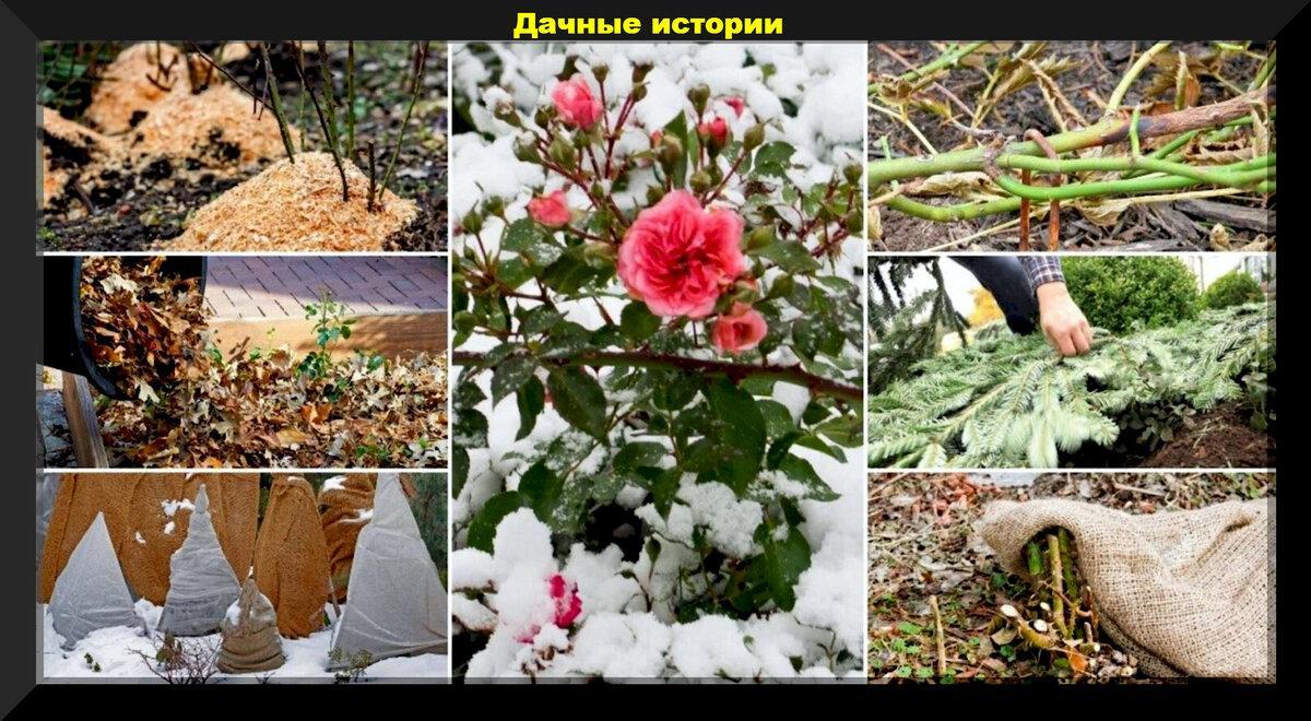 Нужно или нет укрывать розы на зиму: все о подготовке роз к зиме и как защитить самые капризные розы