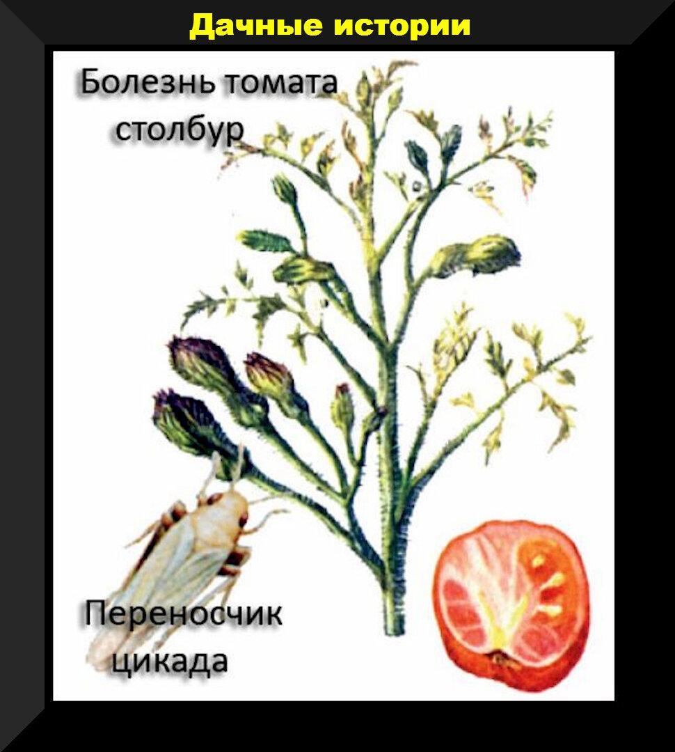 Дача в вопросах и ответах: отвечаем на новые вопросы дачников в преддверии окончания дачного сезона