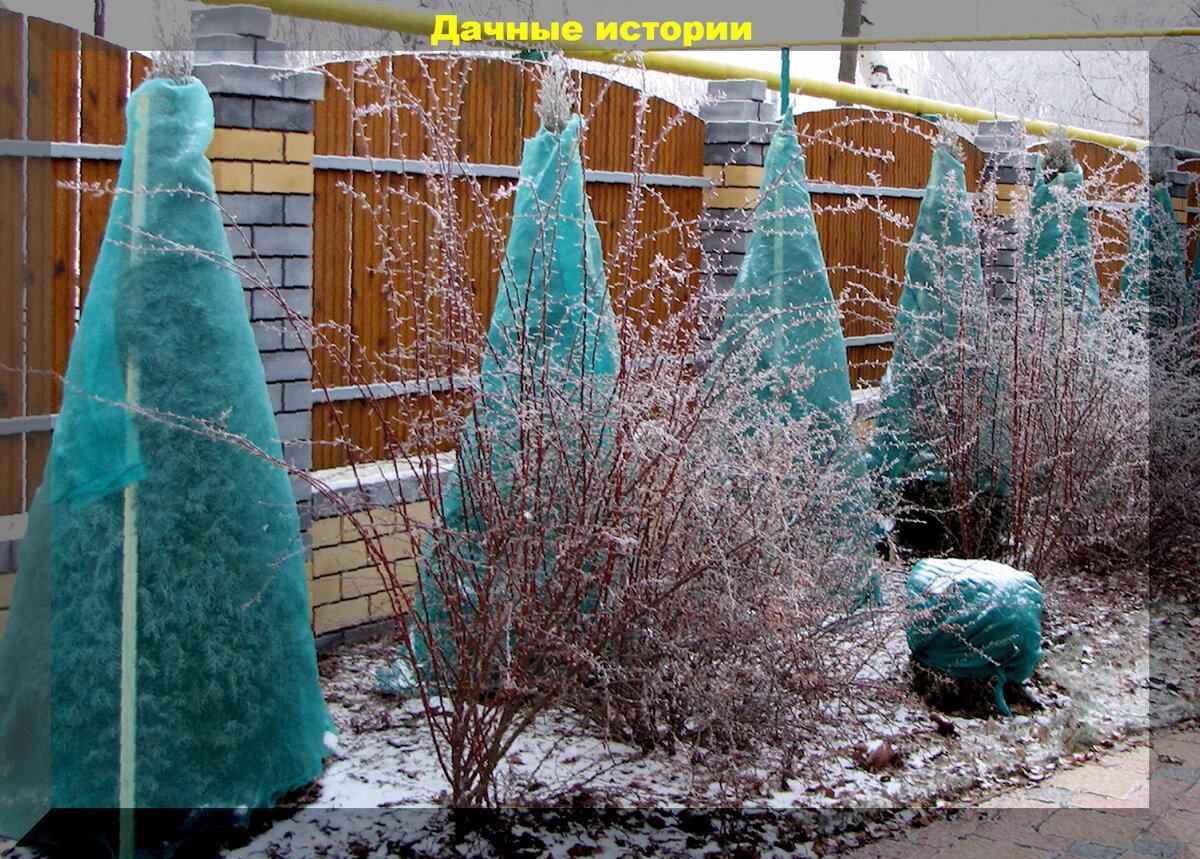 Как защитить хвойные растения от морозов, солнечных ожогов, от сильного снегопада