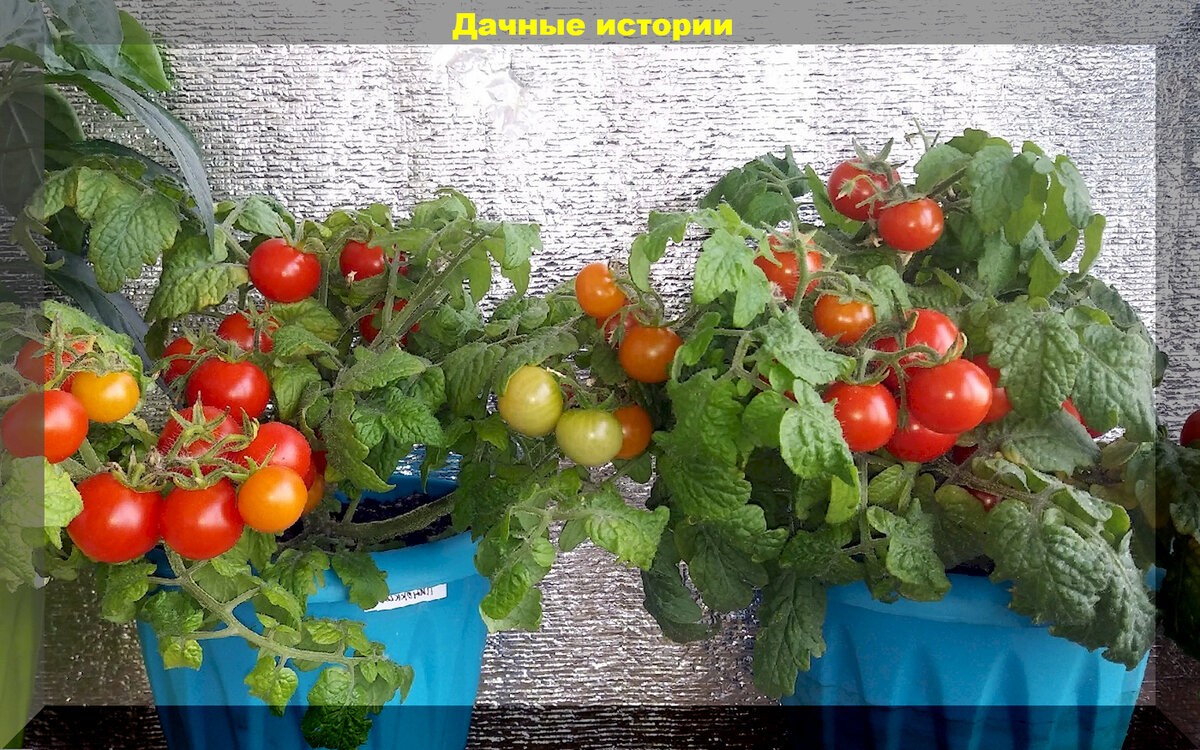 Огурцы и помидоры на подоконнике: тонкости в уходе и выборе подкормок