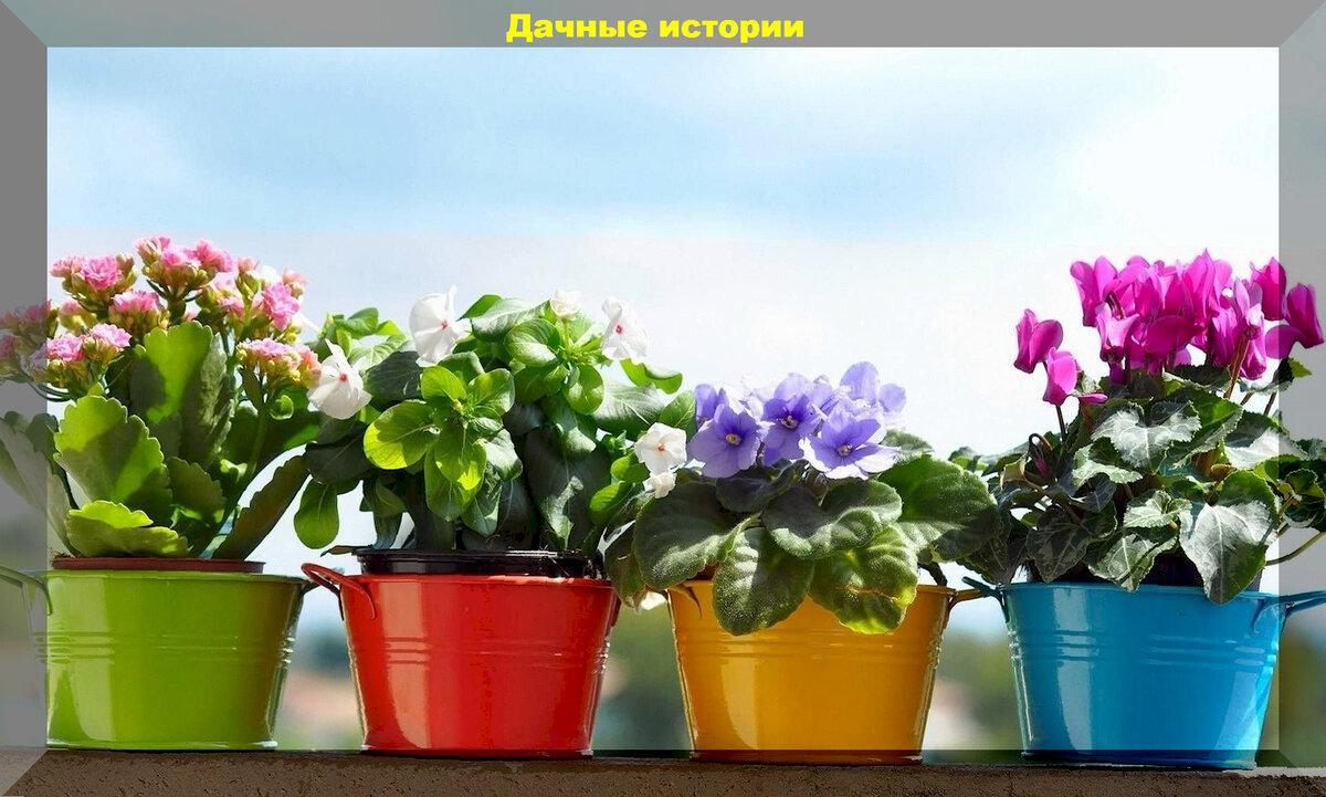 Цветы зимой: как правильно подкармливать растения, как активировать почву в горшках, как защитить комнатные растения от котов