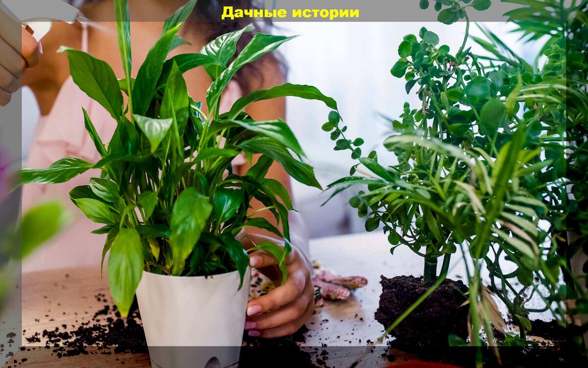 Цветы зимой: как правильно подкармливать растения, как активировать почву в горшках, как защитить комнатные растения от котов