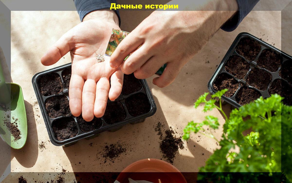 Пять важных вопросов о сортах и семенах: как не остаться без урожая, не быть обманутым при покупке и правильно научиться собирать семена