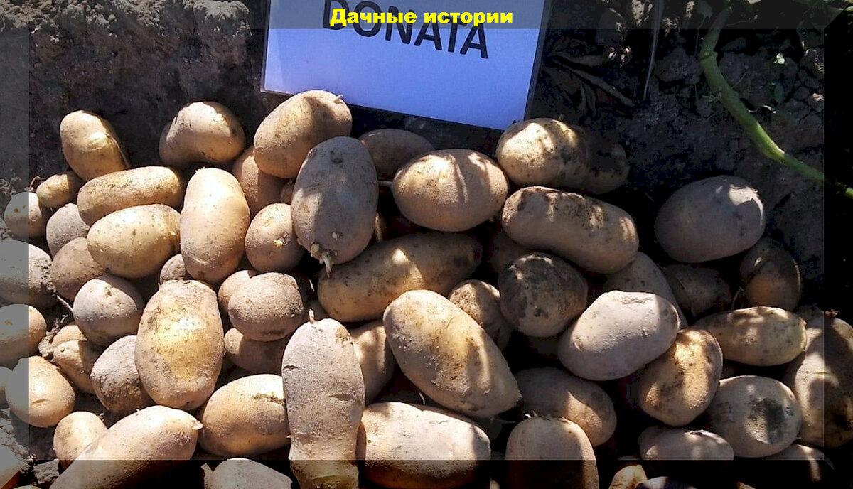 Важная памятка начинающим - тезисно о самом важном: главные нюансы при выращивании картофеля