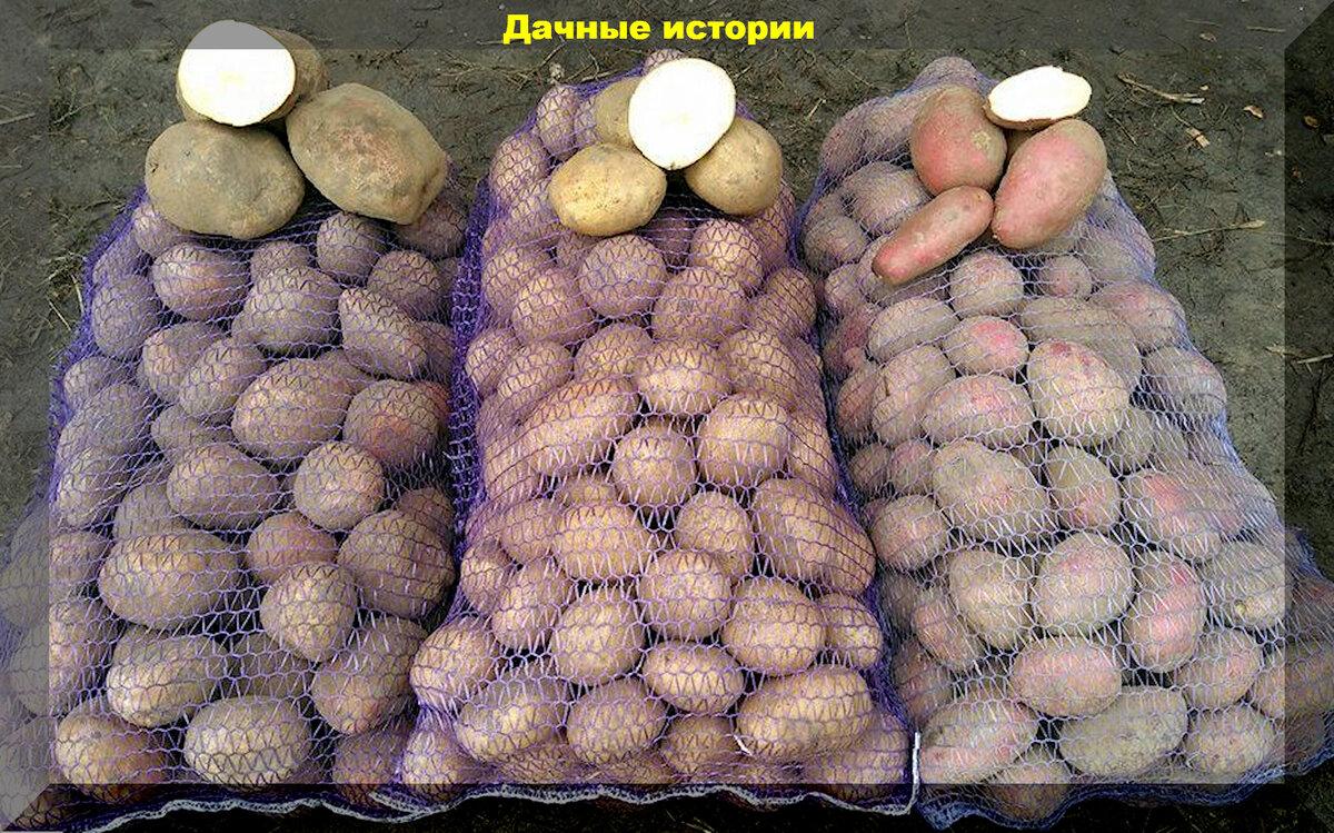 Важная памятка начинающим - тезисно о самом важном: главные нюансы при выращивании картофеля