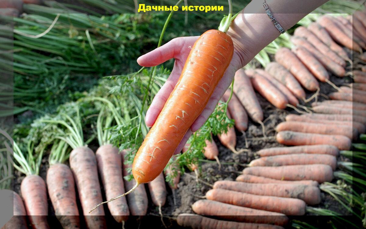 Сорта свеклы, моркови для борща, летнего потребления или длительного хранения: как выбирать сорта новичкам