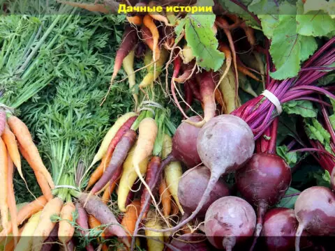 Сорта свеклы, моркови для борща, летнего потребления или длительного хранения: как выбирать сорта новичкам