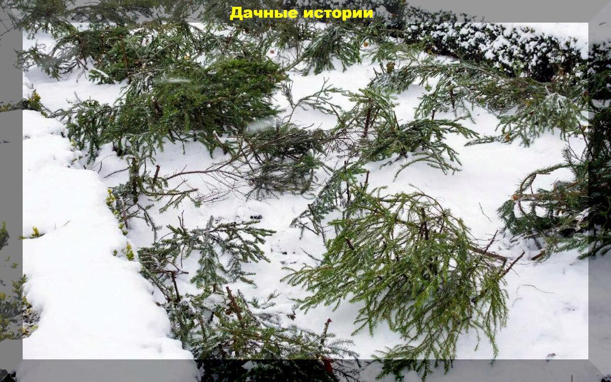 Снег для растений - друг или враг: полезен снег для растений или вреден и как его правильно использовать