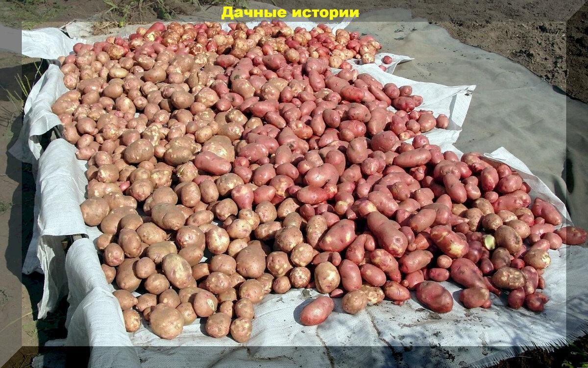 Как получить богатый урожай картофеля: ответы на вопросы садоводов и огородников по теме выращивания картофеля