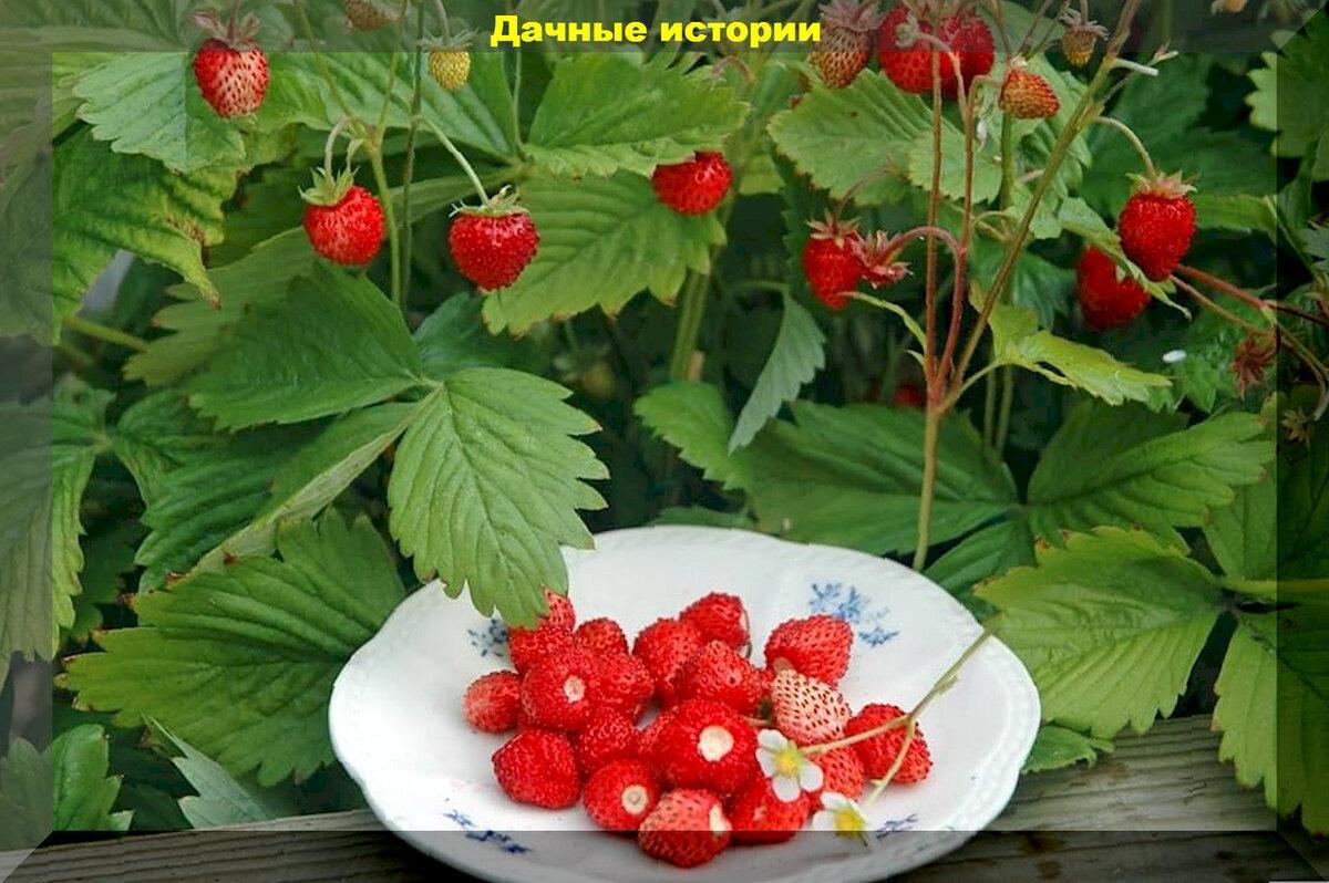 Тезисно о главном - в помощь начинающим: все азы выращивания садовой земляники из семян