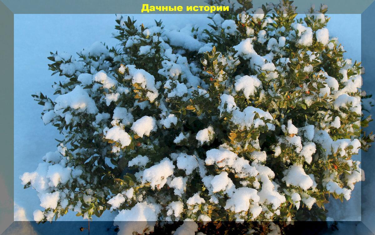 Зимняя заснеженная красота: двадцать пять (хвойных и не только) декоративных деревьев и кустарников для украшения участка зимой