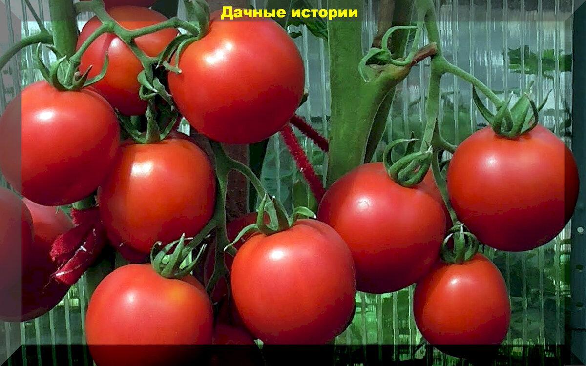Томаты на все случаи жизни: выбор сортов-гибридов томатов проверенных временем