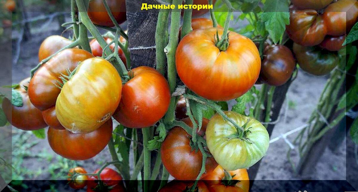 Томаты на все случаи жизни: выбор сортов-гибридов томатов проверенных временем