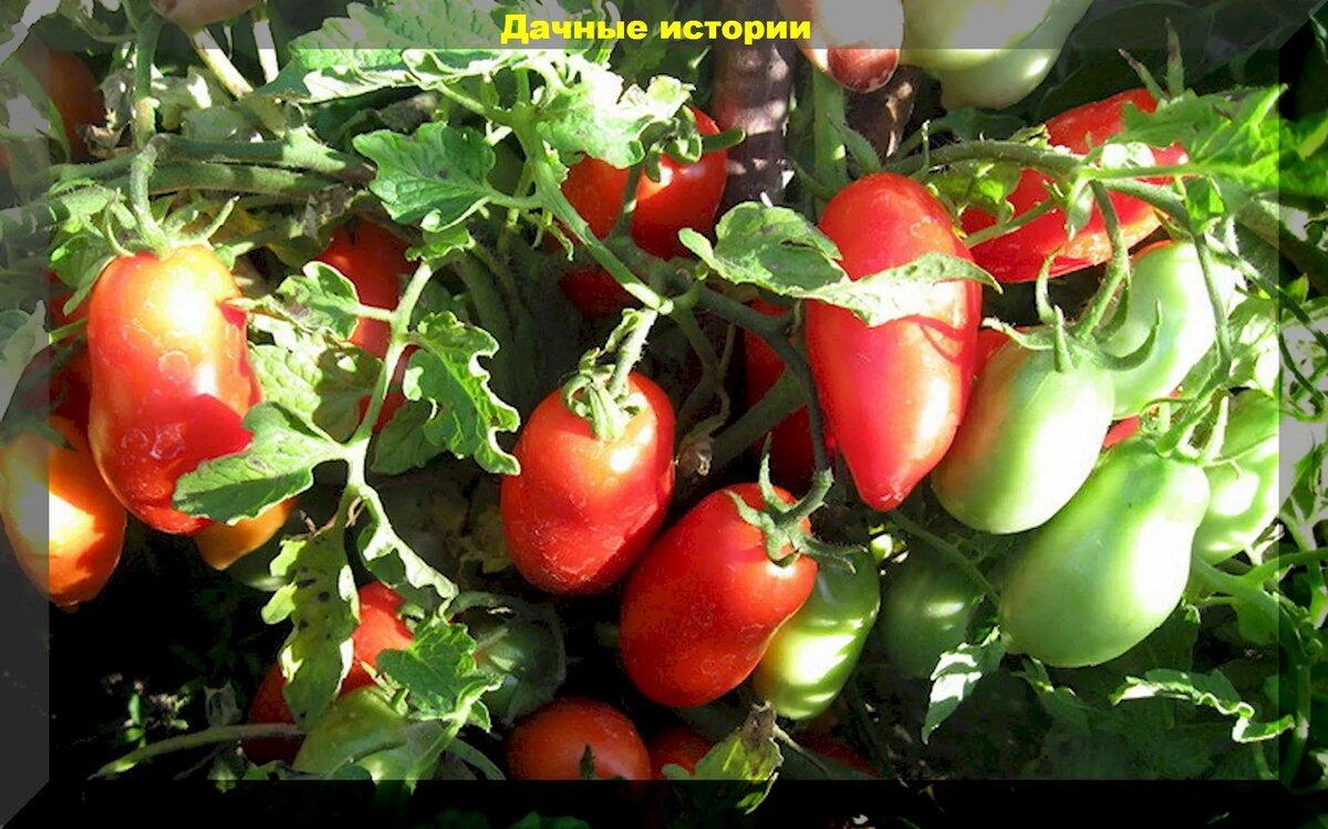Список томатов для открытого грунта, которые не подводят ни при каких обстоятельствах