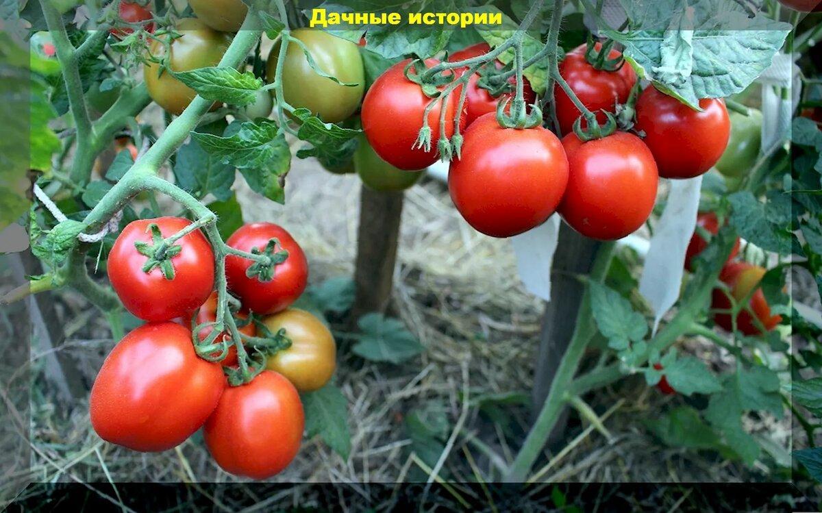 Список томатов для открытого грунта, которые не подводят ни при каких обстоятельствах