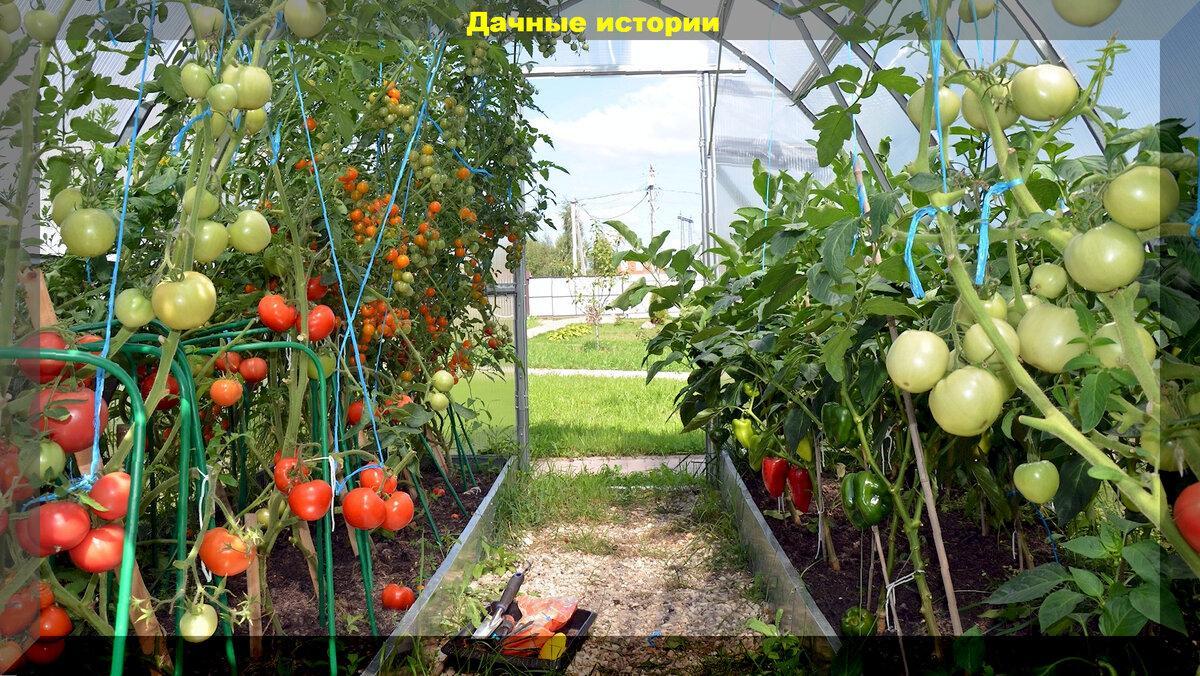 Секреты богатого и длительного плодоношения томатов: классический подход в уходе за томатами