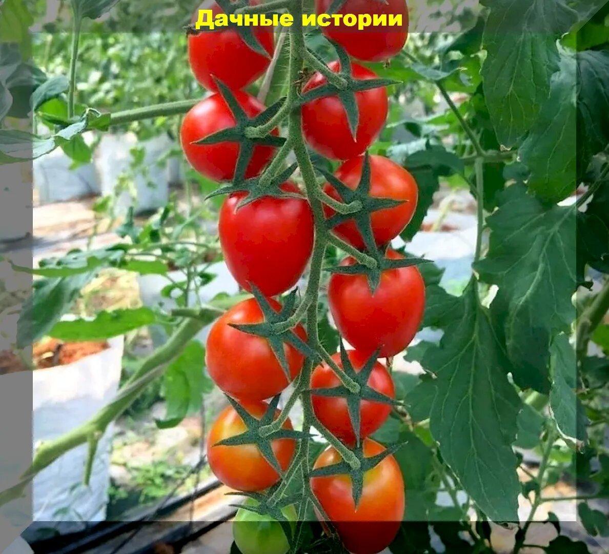 Проверенные томаты нового поколения для выращивания в теплице и открытом грунте: интересные и высокоурожайные сорта-гибриды