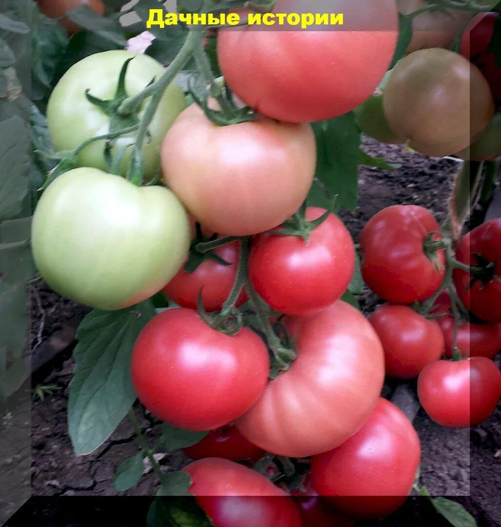 Проверенные томаты нового поколения для выращивания в теплице и открытом грунте: интересные и высокоурожайные сорта-гибриды