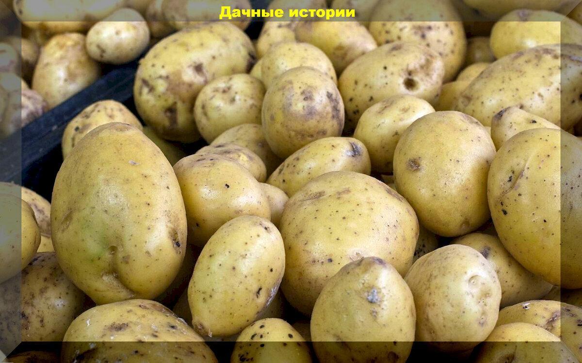 Какие можете посоветовать урожайные и устойчивые сорта картофеля: отвечаем на новые вопросы дачников