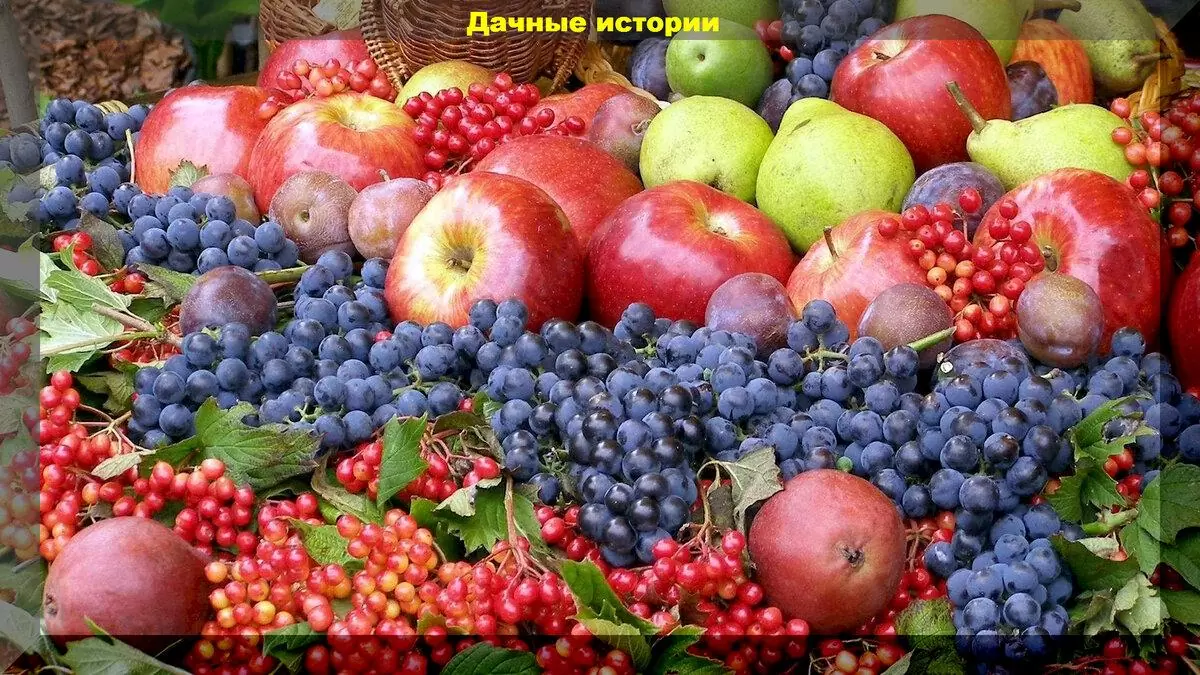 Пятьдесят вопросов о плодовом саде: отвечаем подробно на вопросы начинающих садоводов