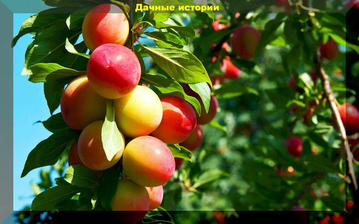 Пятьдесят вопросов о плодовом саде: отвечаем подробно на вопросы начинающих садоводов