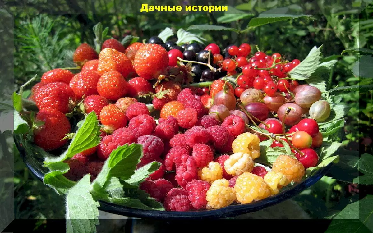 Пятьдесят вопросов о плодовом саде: отвечаем подробно на вопросы начинающих садоводов