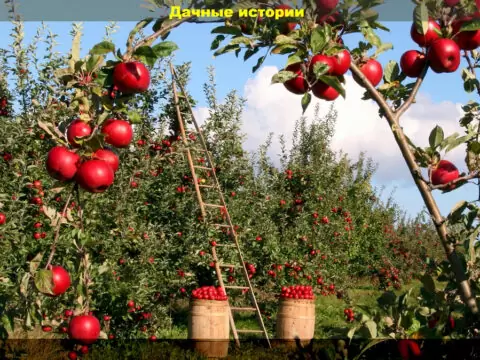 Пятьдесят вопросов о плодовом саде: отвечаем подробно на вопросы начинающих садоводов
