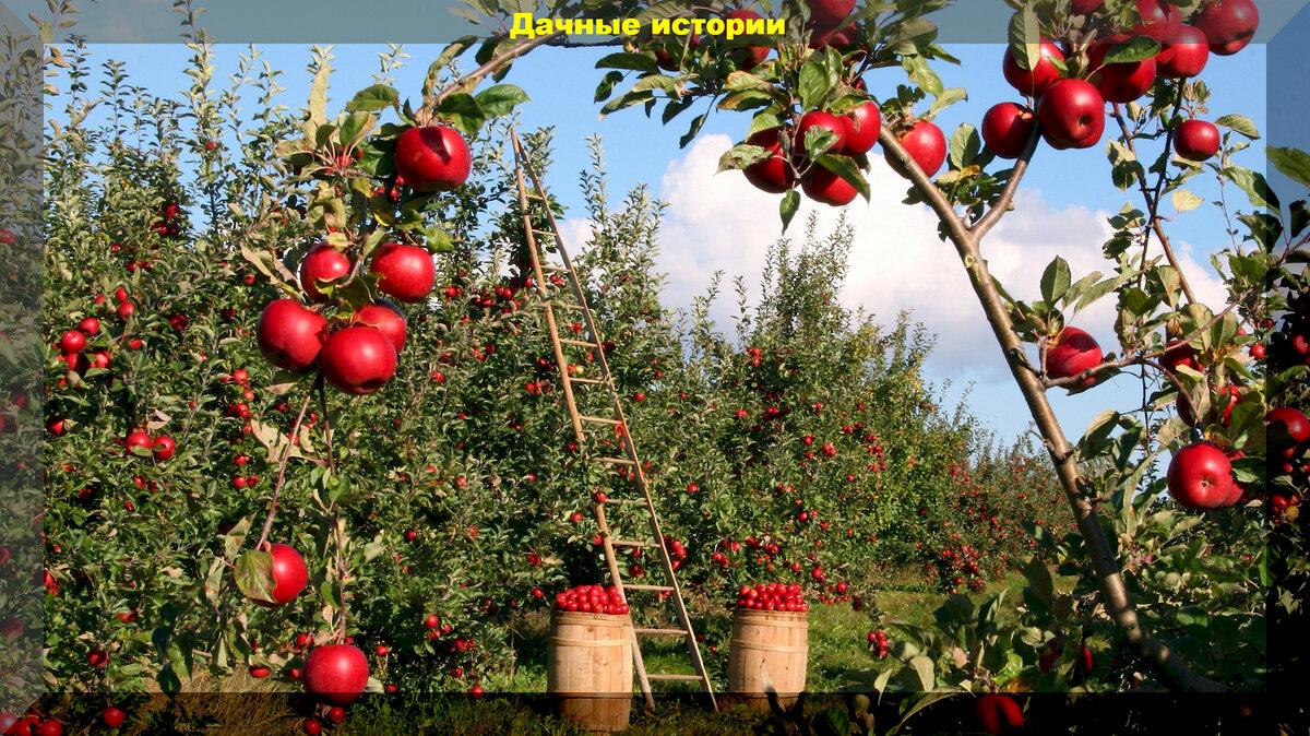 Пятьдесят вопросов о плодовом саде: отвечаем подробно на вопросы начинающих садоводов