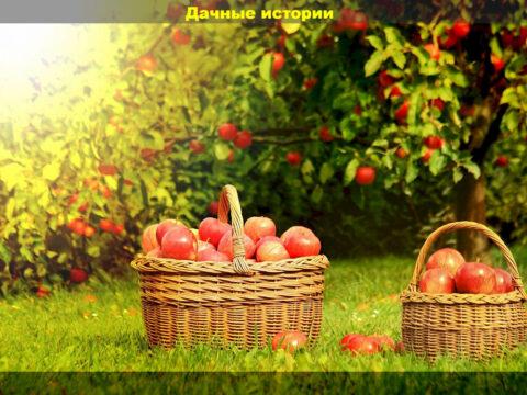 В помощь начинающему садоводу: ответы на вопросы начинающих дачников по уходу за плодовым садом