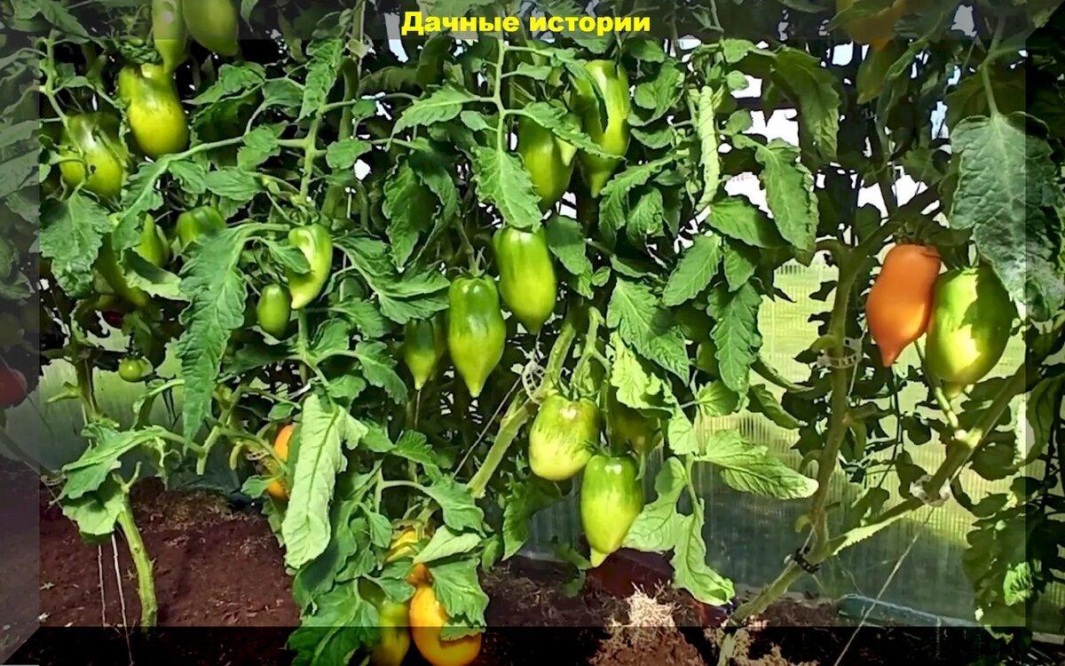 Эти томаты достойны уважения: три десятка супер урожайных сортов-гибридов для теплицы и открытого грунта